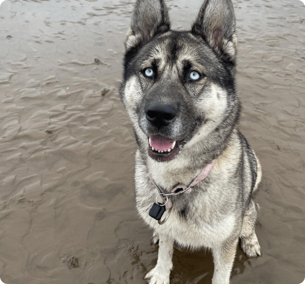 Huskita dog