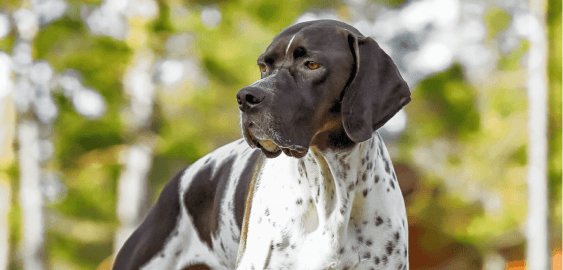 Pointer (English Pointer) dog