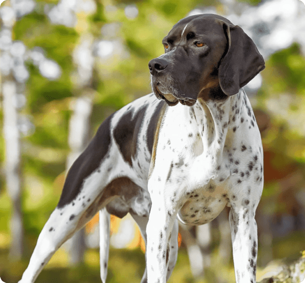 Pointer (English Pointer) dog