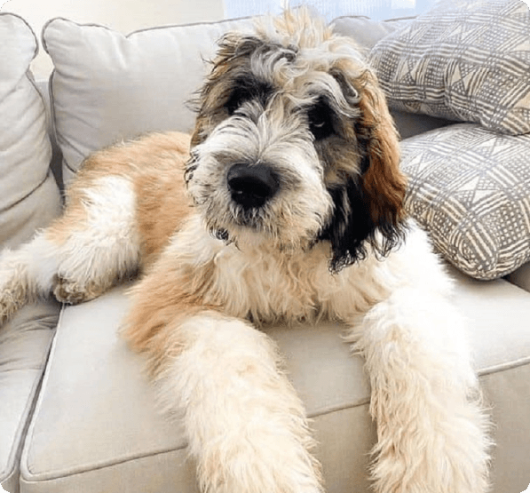 Saint Berdoodle dog