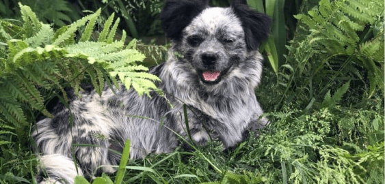 Blue Tzu Heeler dog