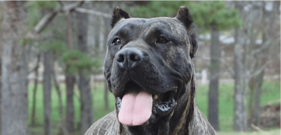 Presa Canario dog