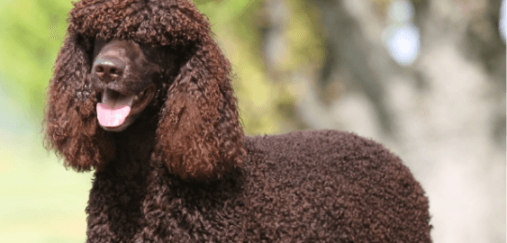 Irish Water Spaniel dog