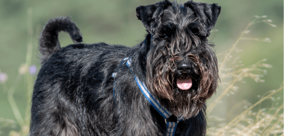 Standard Schnauzer dog