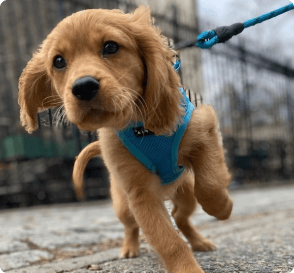 Golden Cavalier dog