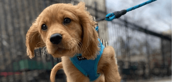 Golden Cavalier dog