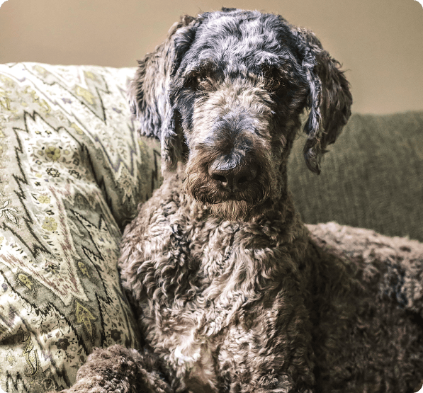 Shepadoodle (German Shepherd Poodle Mix) dog