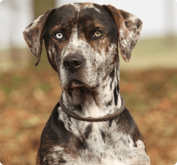 American Leopard Hound dog