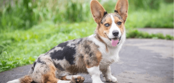 Dogs in Alabama
