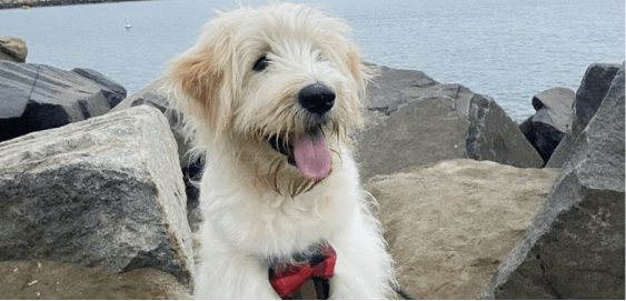 Goldendoodle Samoyed Mix  dog