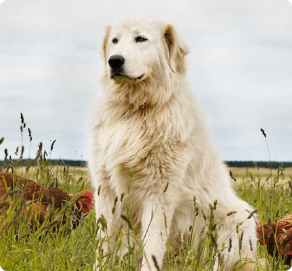 Maremma dog