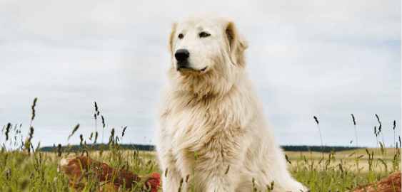 Maremma dog