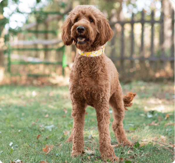 Irish Doodle dog