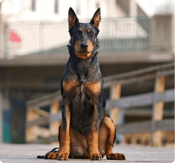 Beauceron dog