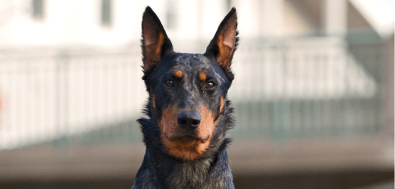 Beauceron dog