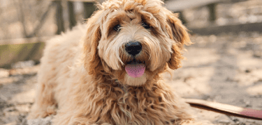 Goldendoodle dog