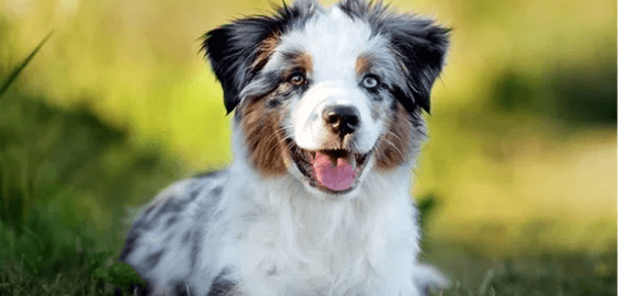 Miniature American Shepherd (Mini Aussie) dog