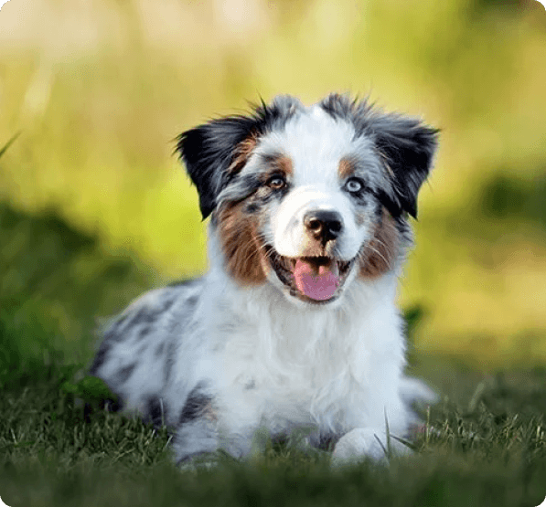 Miniature American Shepherd (Mini Aussie) dog