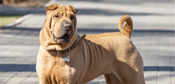 Dogs in Alaska