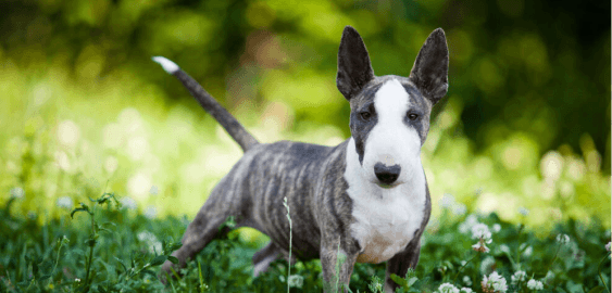 Miniature Bull Terrier dog