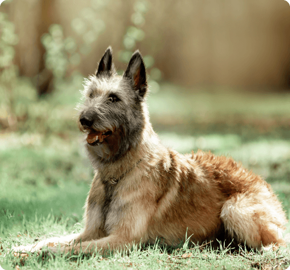 Belgian Laekenois dog