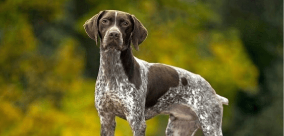 Braque Francais Pyrenean dog