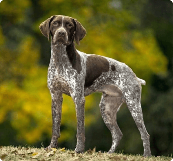 Braque Francais Pyrenean dog