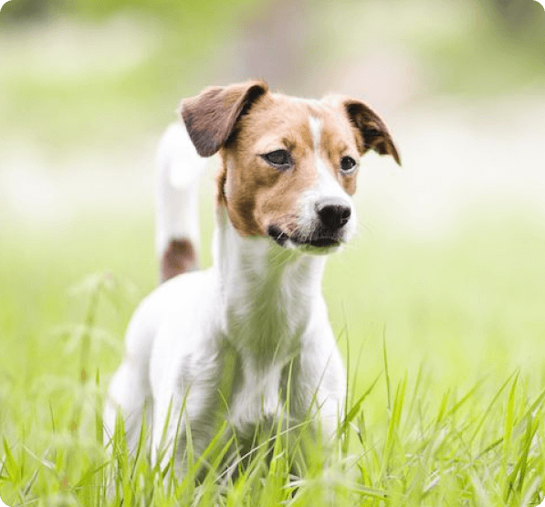 Danish–Swedish Farmdog dog