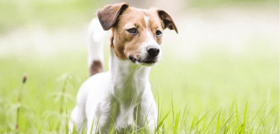 Danish–Swedish Farmdog dog