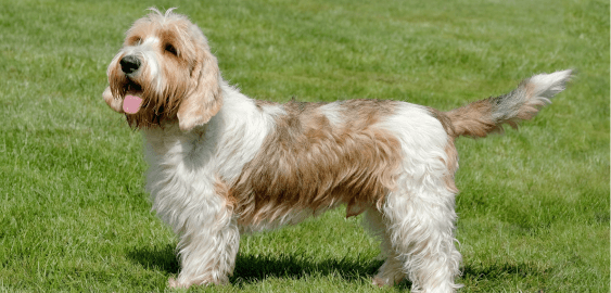 Grand Basset Griffon Vendéen dog