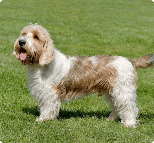 Grand Basset Griffon Vendéen dog