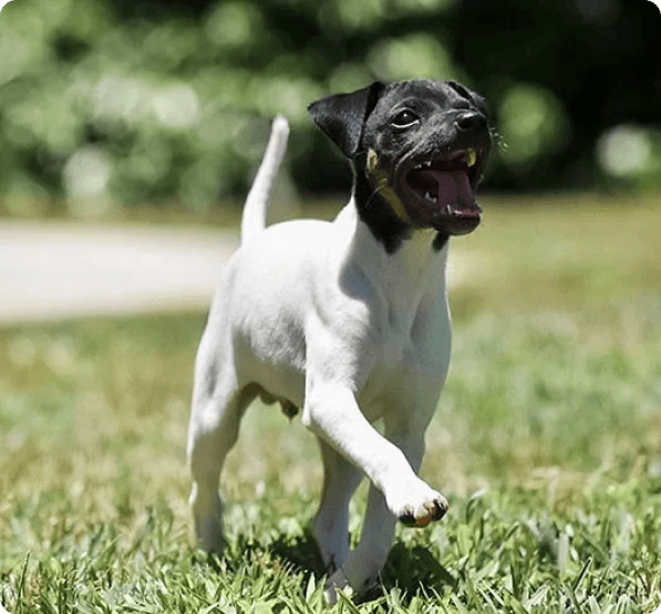 Japanese Terrier dog