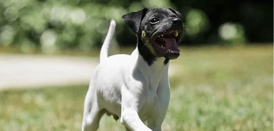 Japanese Terrier dog