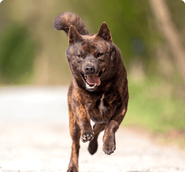 Dogs in Saskatchewan