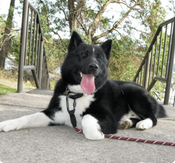 Karelian Bear dog