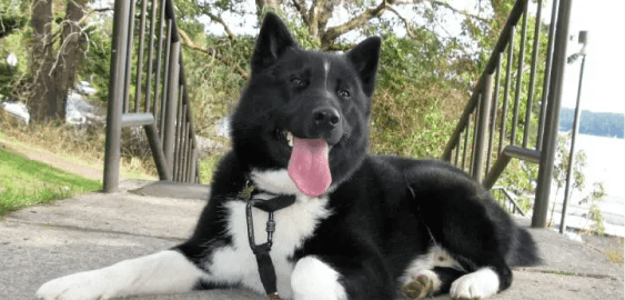 Dogs in Alabama