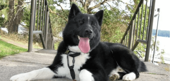 Karelian Bear dog