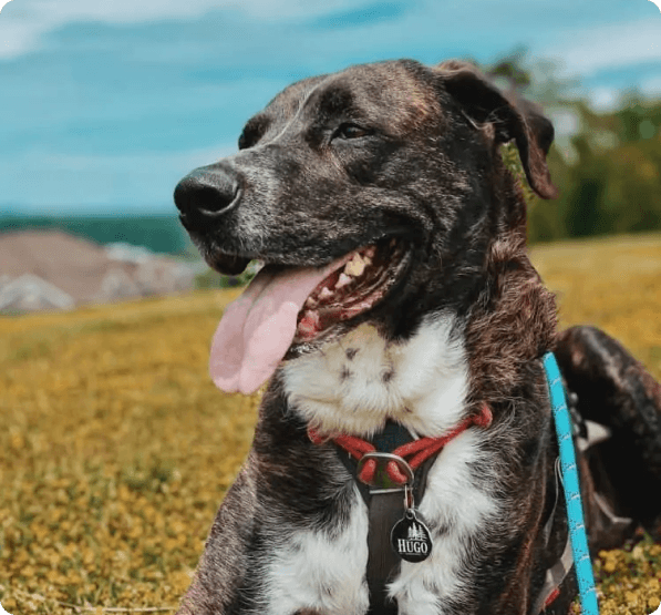 Mountain Cur dog