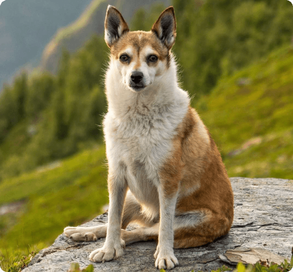 Norwegian Lundehund dog