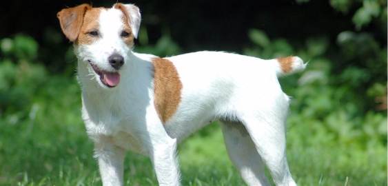 Parson Russell Terrier dog
