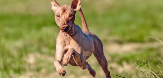 Peruvian Inca Orchid dog