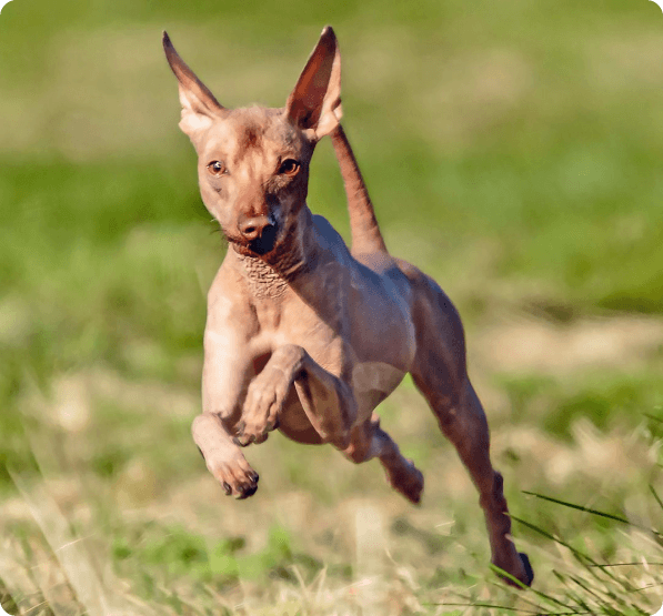 Peruvian Inca Orchid dog