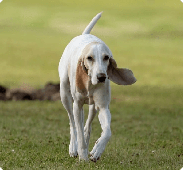 Porcelaine dog