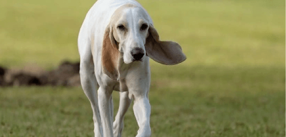 Porcelaine dog