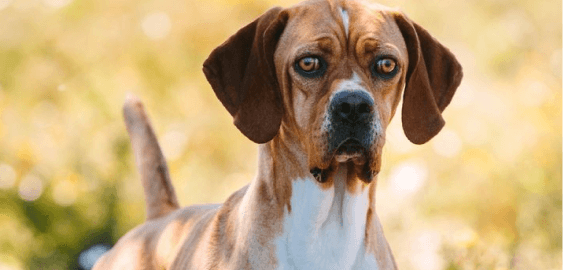 Portuguese Pointer dog