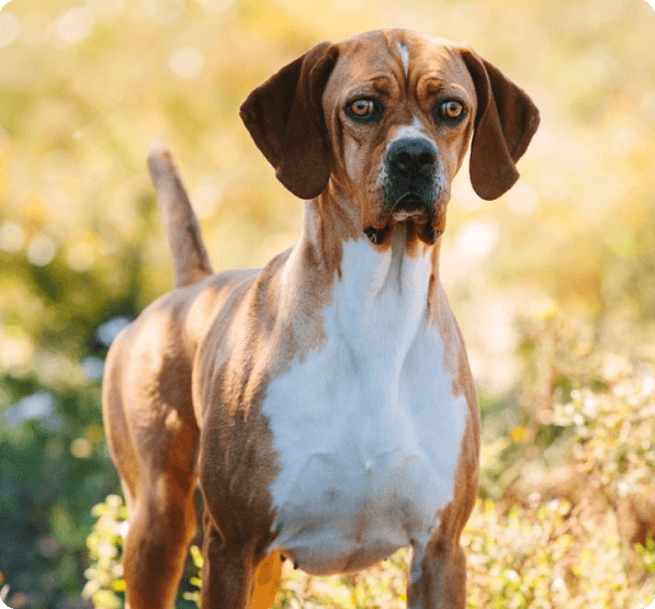 Portuguese Pointer dog