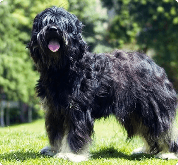 Portuguese Sheepdog dog