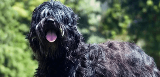 Portuguese Sheepdog dog