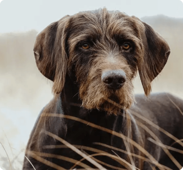 Pudelpointer dog