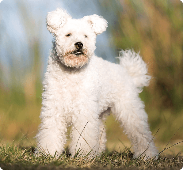 Pumi dog